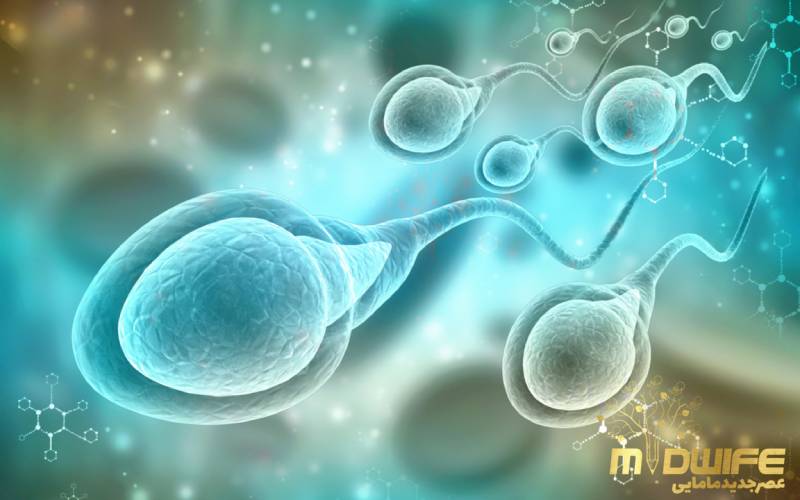 اسپرم تا چند روز قدرت باروری دارد؟ 2 باروری اسپرم در استخر