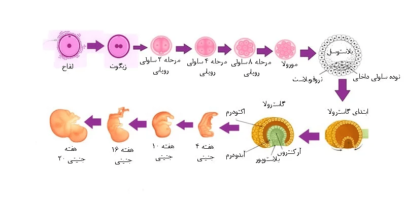 مراحل رشد جنین