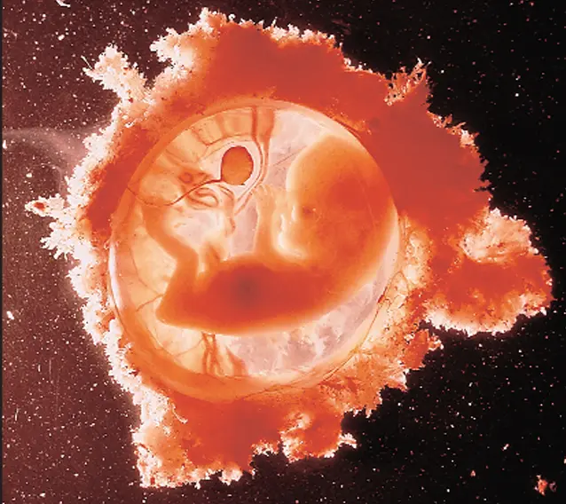 جنین در 14 هفتگی