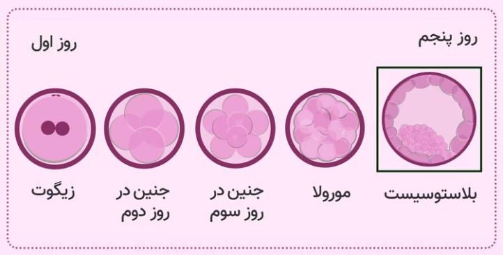 حرکت به سمت رحم و تقسیم سلولی