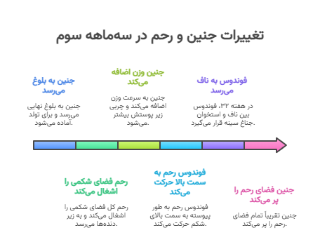 تغییرات جنین و رحم در سه ماهه سوم