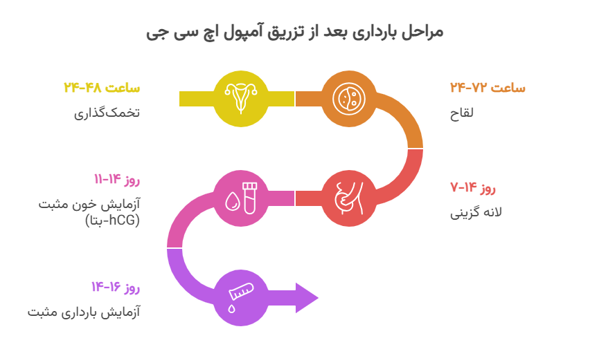 مراحل بارداری بعد از تزریق آمپول اچ سی جی