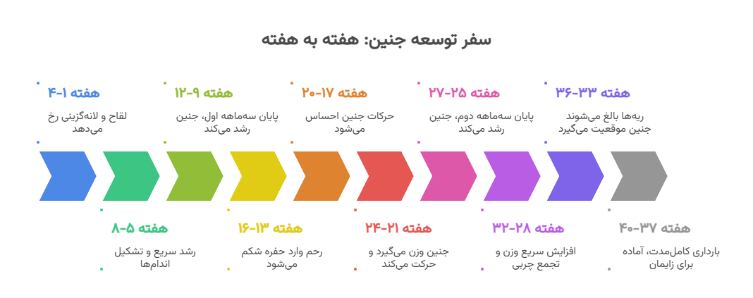 موقعیت جنین در شکم مادر از هفته اول تا ۴۲ هفته