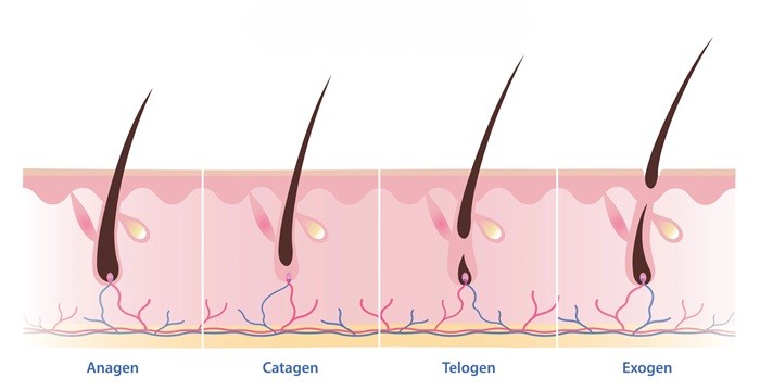 فاز رشد و استراحت مو